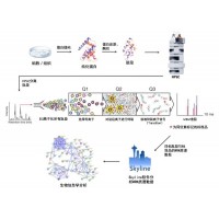 MRM/PRM定量蛋白組學(xué)分析